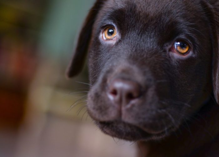 adorable-animal-blur-407082 adorable-animal-blur-407082